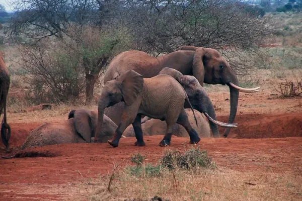 Elephant, Buffalo, Balloon: The Best African Safaris by Private Jet