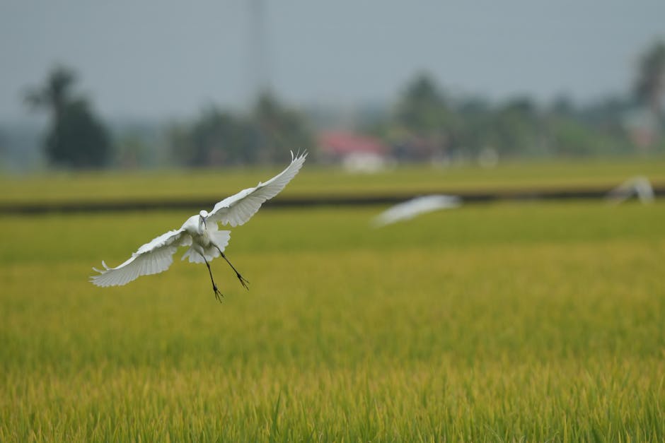 A graceful egret flying over lush green rice fields in Malaysia.