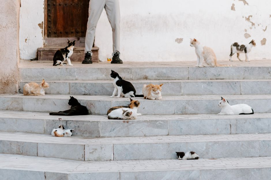 Street cats lounging on marble steps in Rabat's medina, showcasing Moroccan culture and urban life.
